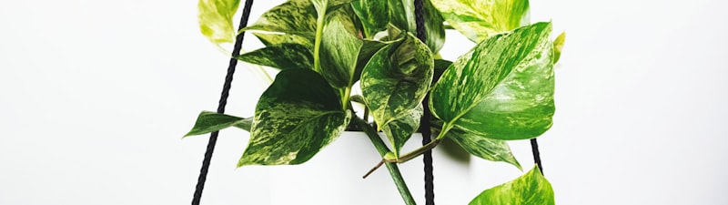 4K超高清足球比赛直播画面特写